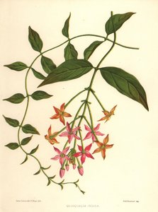 Madreselva china o enredadera de Rangún, Combretum indicum de Unknown